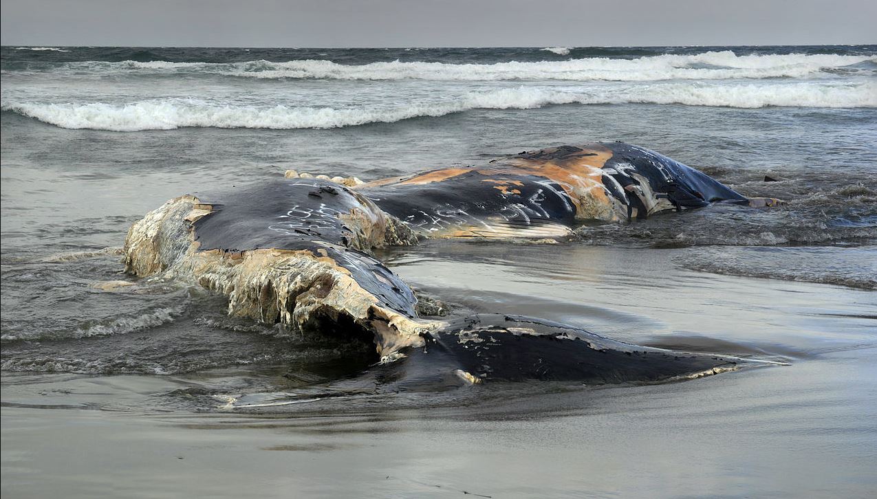 ‘Dead Whale’ Appeared On The Beach