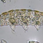 tardigrades