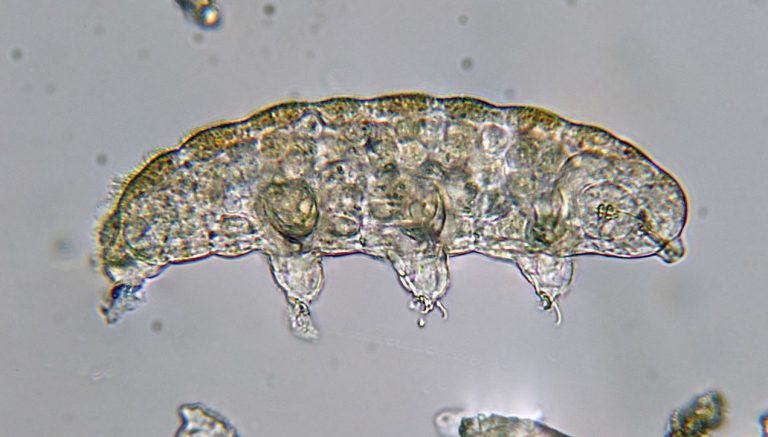 tardigrades