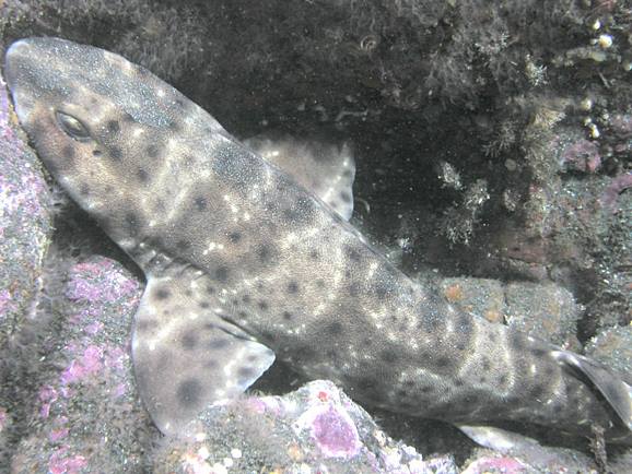 swell shark