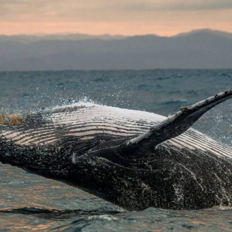 whale floating