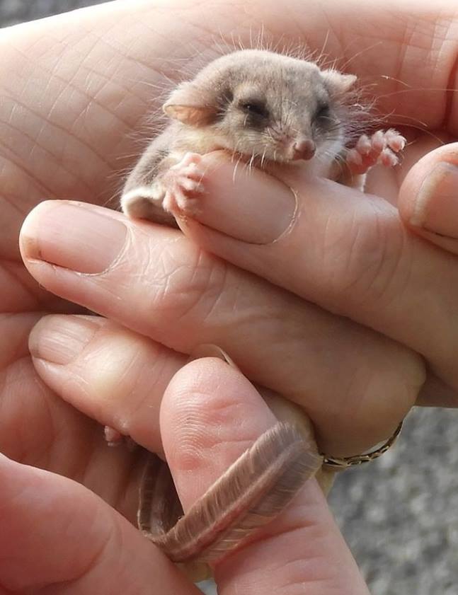 Feathertail gliders