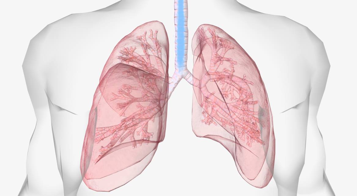 The Lungs 