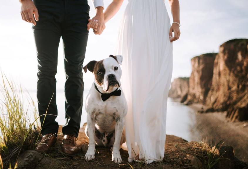 dog at a wedding