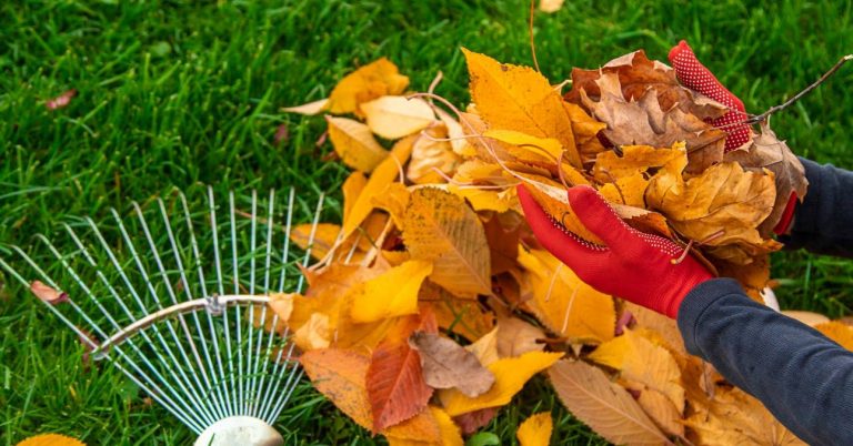 heart cutted in leaf