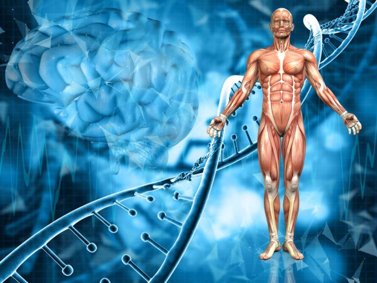 human internal organs