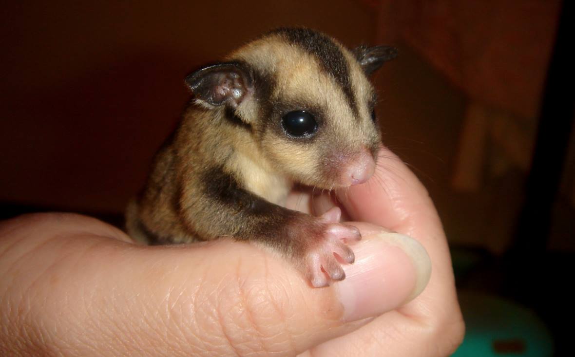 Rescued Tiny Baby Animal In Australia Grows Up To Be Something Different