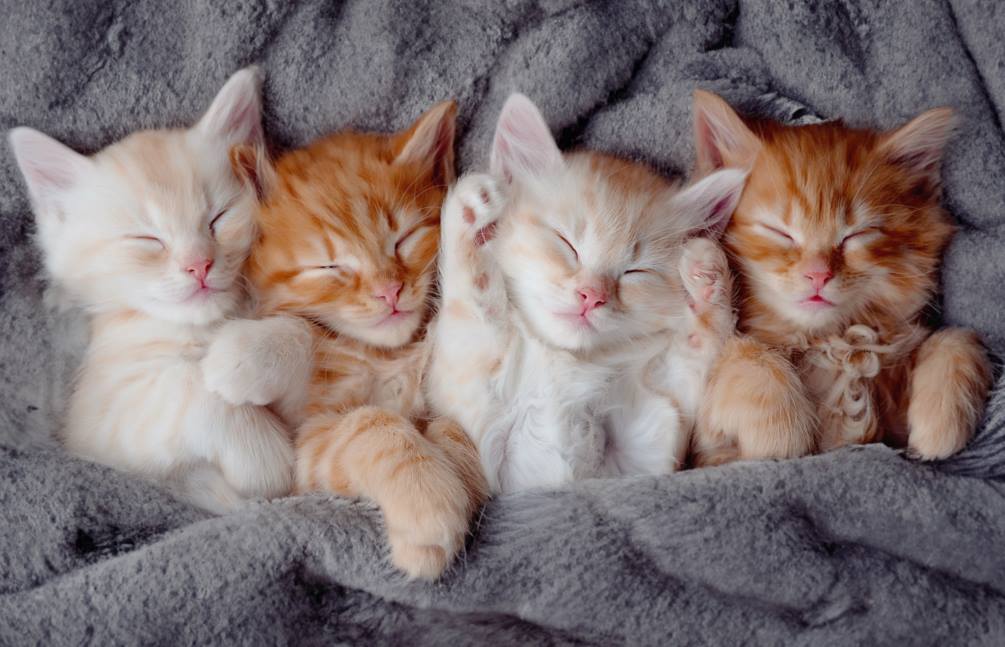 sleepy kittens