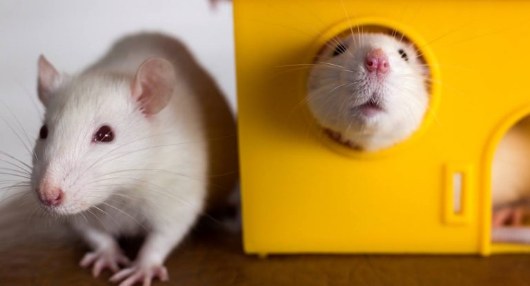 Rats Are Friendly Animals