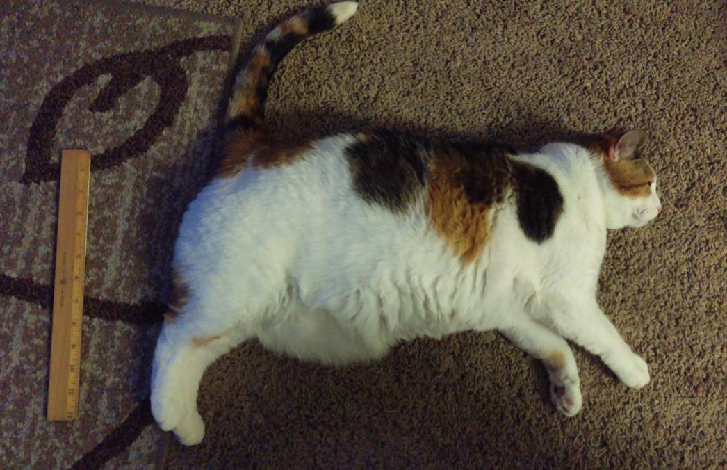 feline obesity