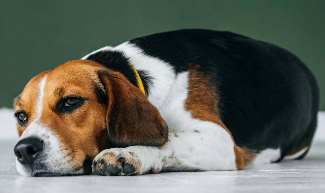 overweight sad beagle