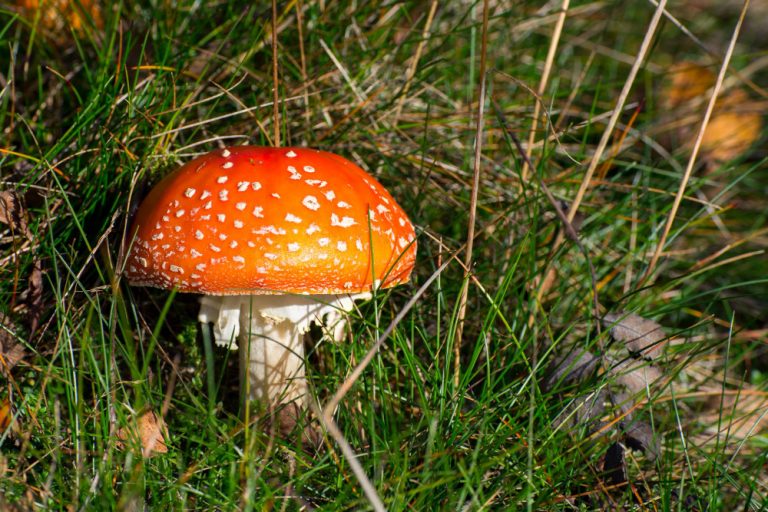 Amanita Muscaria