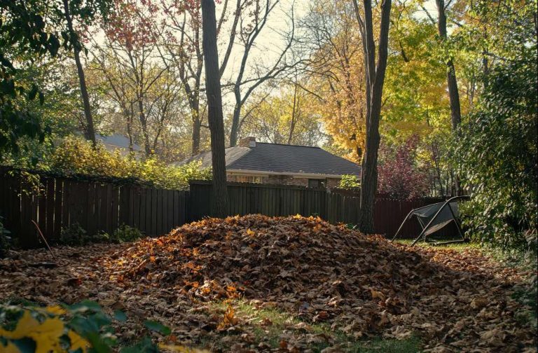 Is Your Yard Overcrowded With Trees? When Density Becomes a Problem