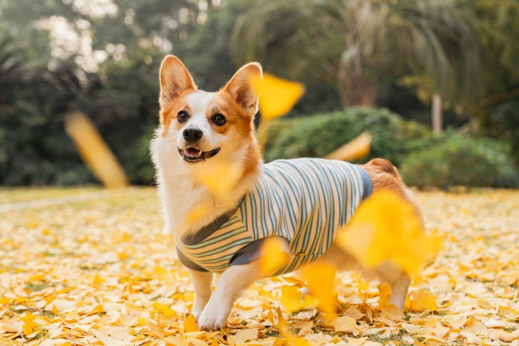 A corgi wearing a striped shirt in autumn leaves.