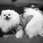 A fluffy white pomeranian dog wearing a sweater.