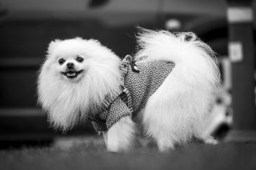 A fluffy white pomeranian dog wearing a sweater.