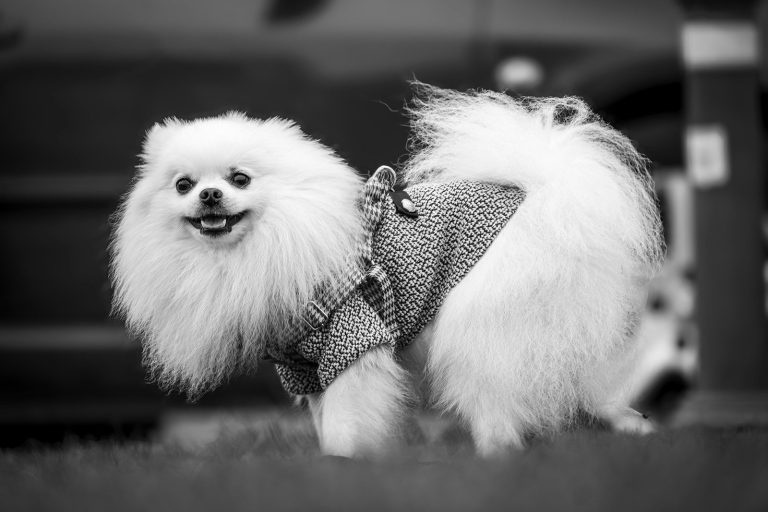 A fluffy white pomeranian dog wearing a sweater.