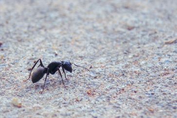 blackant