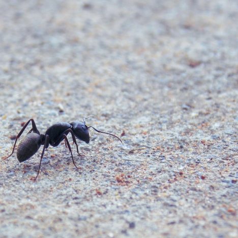 blackant
