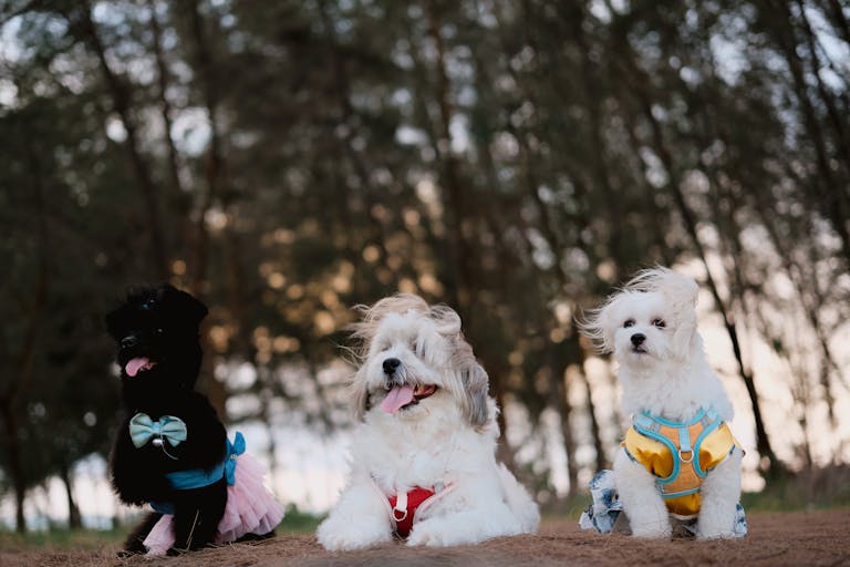 Adorable small dogs in colorful outfits relaxing outdoors, perfect for pet lovers.
