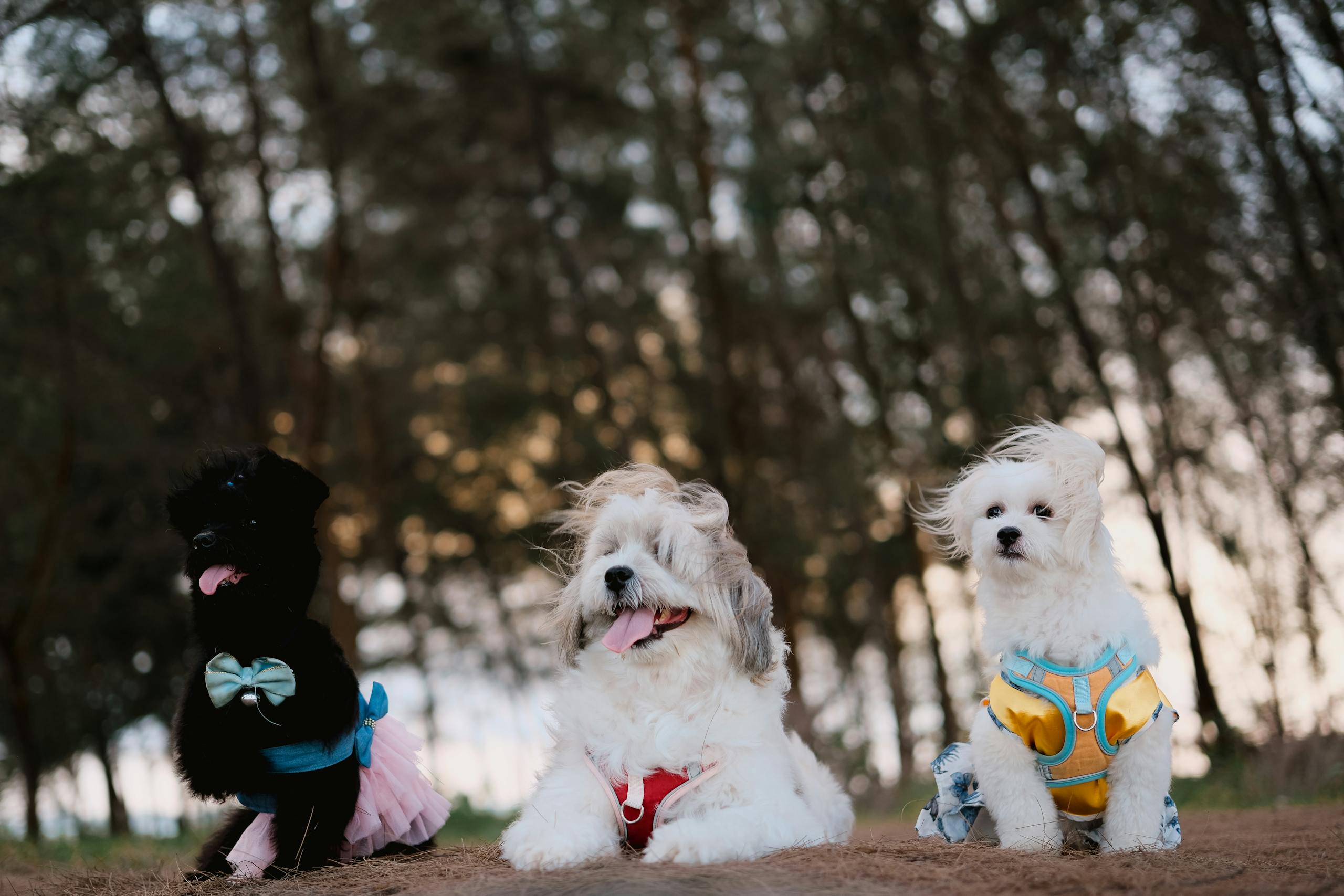 Adorable small dogs in colorful outfits relaxing outdoors, perfect for pet lovers.
