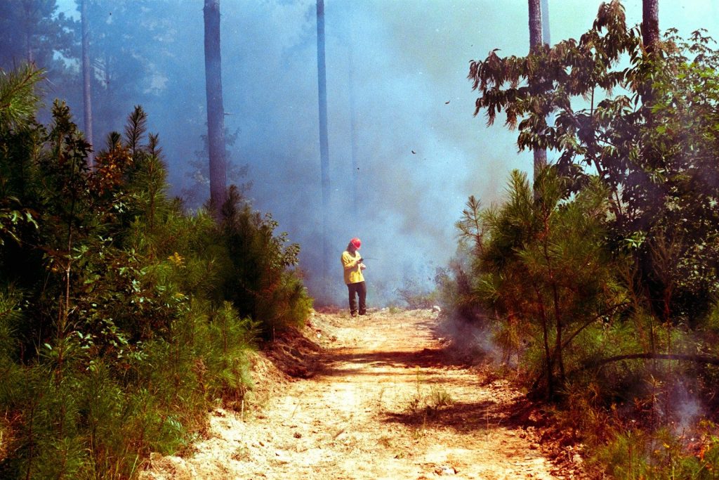 Firefighter stands on dirt road in smoky forest